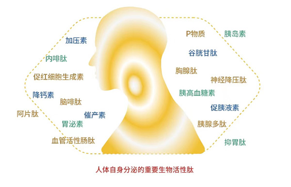 小分子肽是保护健康、延缓衰老的关键